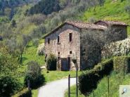 Fattoria di Pietrabuona - Podere Zano
